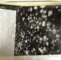 Three Extra Large Black and White Photos of Flowers and Shrubs